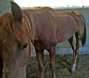 One of the starving horses rescued from California auction owner. Photo Credit: Horse Plus Humane Society.
